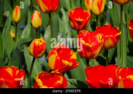 Nahaufnahme eines rotgelben Tulpenfeldes mit geöffneten und geschlossenen Blüten im Frühjahr Tulipa Liliaceae Stockfoto