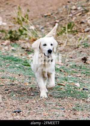 Fünf Monate alter platinfarbener Golden Retriever Hund, der auf einer zentralen Colorado Ranch läuft; USA Stockfoto