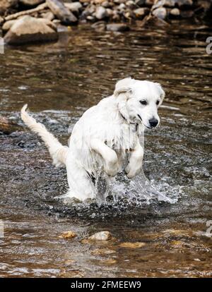 Fünf Monate alter platinfarbener Golden Retriever Hund, der auf einer zentralen Colorado Ranch läuft; USA Stockfoto