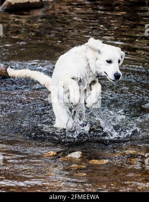 Fünf Monate alter platinfarbener Golden Retriever Hund, der auf einer zentralen Colorado Ranch läuft; USA Stockfoto