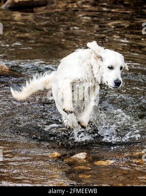 Fünf Monate alter platinfarbener Golden Retriever Hund, der auf einer zentralen Colorado Ranch läuft; USA Stockfoto