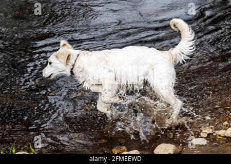 Fünf Monate alter, platinfarbener Golden Retriever Hund, der im South Arkansas River auf einer zentralen Colorado Ranch schwimmend ist; USA Stockfoto