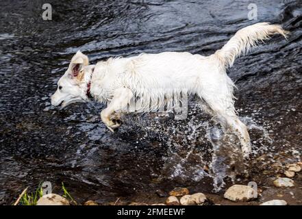 Fünf Monate alter, platinfarbener Golden Retriever Hund, der im South Arkansas River auf einer zentralen Colorado Ranch schwimmend ist; USA Stockfoto