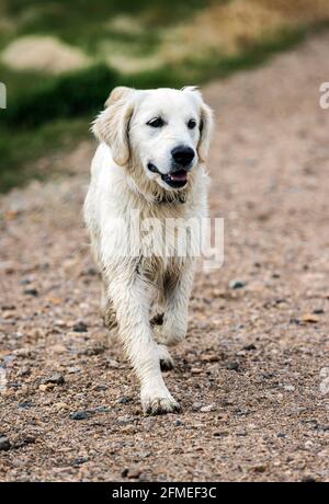 Fünf Monate alter platinfarbener Golden Retriever Hund, der auf einer zentralen Colorado Ranch läuft; USA Stockfoto