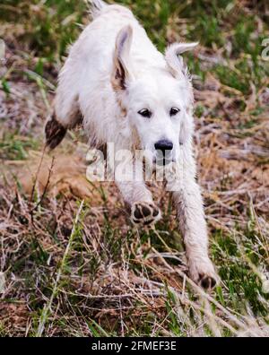 Fünf Monate alter platinfarbener Golden Retriever Hund, der auf einer zentralen Colorado Ranch läuft; USA Stockfoto