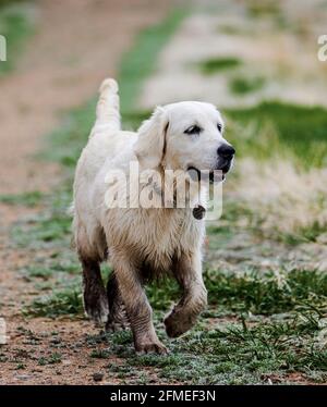 Fünf Monate alter platinfarbener Golden Retriever Hund, der auf einer zentralen Colorado Ranch läuft; USA Stockfoto