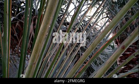 Nahaufnahme eines Palmenwedel Stockfoto