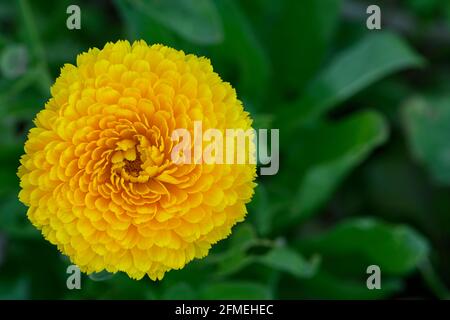 Nahaufnahme des Gartens gelb, doppelt für Calendula Blume im Garten. Negativer Abstand rechts vom Rahmen. Stockfoto