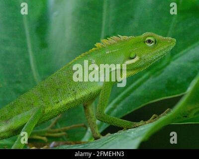 Nahaufnahme der grünen Crested Lizard (Bronchocela cristatella) auf Blatt Bali, Indonesien. Stockfoto