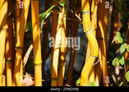 Nahaufnahme von goldenem pekinger Bambus im Sonnenlicht Phyllostachys aureosulcata Aureocaulis Stockfoto