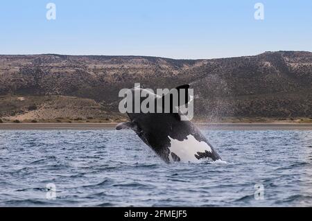 Südsearn Right Whalejumping, Peninsula Valdes, Weltkulturerbe, Patagonien, Argentinien Stockfoto