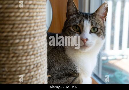 Ein Tabby mit weißer Katze sitzt in einem Fenster in der Nähe Ihr Kratzbaum Stockfoto