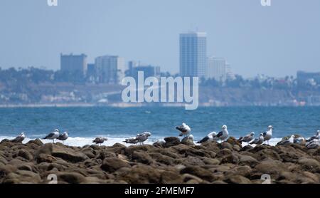 Eine Schar von Möwen am Topanga Beach mit Marina Del Rey Skyline im Hintergrund Stockfoto