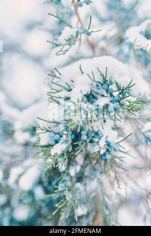 Kiefernzweige und Beeren im Schnee. Blaue Wacholderbeeren. Der Nadelbusch ist mit Frost bedeckt. Weihnachtsbaum im Winterwetter. Konzept des neuen Jahres. Stockfoto