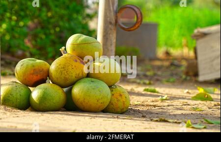 Frisch geerntete Aegle-Marmelos, allgemein bekannt als Bael, auch bengalische Quitte, goldener Apfel, japanische Bitterorange, Steinapfel oder Holzapfel, auf einem gr Stockfoto