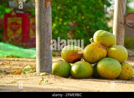 Haufen Bael. Frisch geerntete Aegle-Marmelos, allgemein bekannt als Bael, auch Bengalische Quitte, goldener Apfel, japanische Bitterorange, Steinapfel oder Holz A Stockfoto