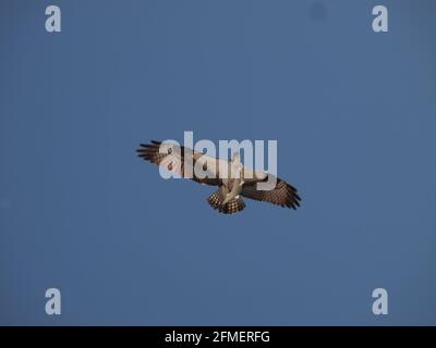 Fischadler fliegt über den Kopf, nachdem er einen Fisch zum Abendessen geschnappt hat. Pandion haliaetus ist der binomiale Name. Stockfoto