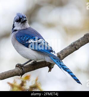 Nordamerikanischer Blauhäher (Cyanocitta Cristata) Verbarst auf Baum, der nach hinten schaute Stockfoto