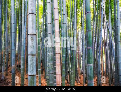 Niedriger Abschnitt von Bambuspflanzen im natürlichen Bambuswald - Arashiyama Hain der Stadt Kyoto, Japan. Stockfoto