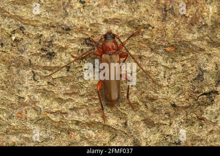 Ein violetter, borriger Langhornkäfer auf einem Stück Holz Stockfoto