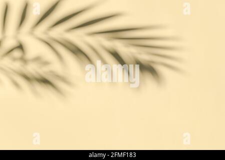 Palmenblätter Schatten auf beigefarbener Wand, abstrakter Hintergrund, Kopierraum. Silhouette tropischer Blätter. Stockfoto