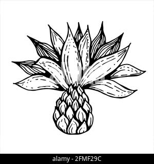 Blütenknospe mit Blütenblättern in schwarz und weiß Stock Vektor