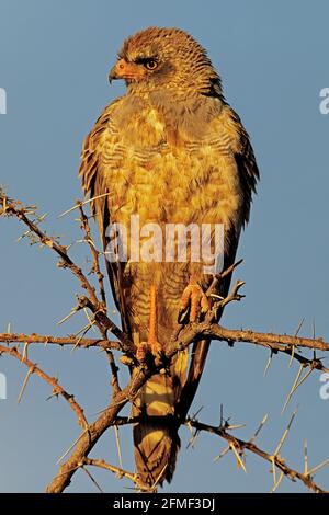 Unreifer blasser, skandalender Habicht (Melierax canorus), Etosha National Park, Namibia Stockfoto