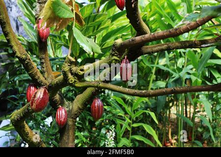 Große rote reife Kakaofrucht Stockfoto