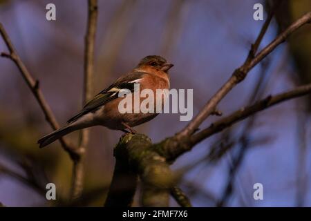 Eine Nahaufnahme eines braunen Common Chaffinch, auf dem er thront Ein Baumzweig Stockfoto