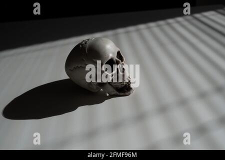 Jalousien Schatten auf einem Plastikschädel auf einem weißen Tisch Stockfoto