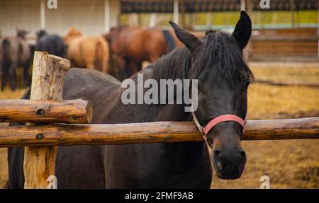 Eine wunderschöne kastanienfarbene Stute steht am Zaun kastanienfarbene Stute EINE wunderschöne kastanienfarbene Stute. Porträt eines Pferdes im Corral. In t Stockfoto
