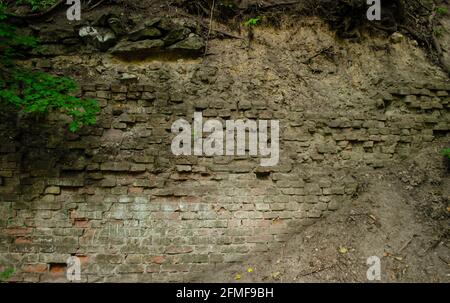 Schmutzige braune, alte Ziegelwand. Ein Baum sprießt durch die Wand. Graue Hintergrundwand mit Boden. Wand, um gleitenden Boden auf einem Hügel zu enthalten Stockfoto