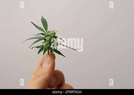 Blühende Cannabispflanze. Der Züchter hält einen frischen Zweig in der Hand. Marihuana Blüte isoliert auf grauem Hintergrund. Stockfoto