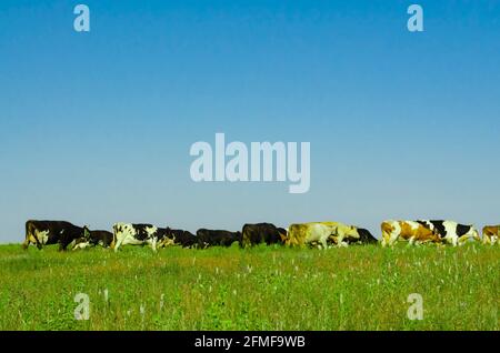 Gruppe von Kühen grasen in einem grünen auf einer Weide, ein Panorama-Seitenansicht. Kühe auf grünem Grasfeld und blauem Himmel Stockfoto