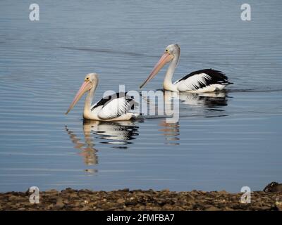 Vögel, ein Paar wunderschöne schwarz-weiße, gefiederte australische Pelikane, ihre zerknitterte Bildreflexion im gewellten Wasser Stockfoto