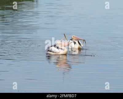 Vögel, australische Pelikane, die Spaß beim Angeln auf dem Wasser haben, herumwerfen etwas Gras, das gefangen wurde, ihre rosa Münder öffnen sich Stockfoto