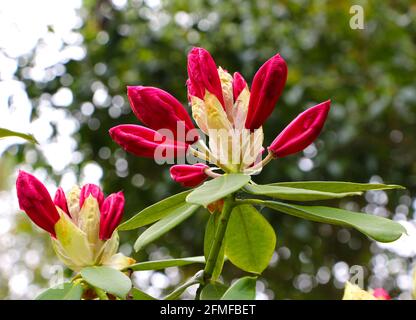 Geschlossene Blütenknospen von Rhododendron ferrugineum rostig-blättriger alpenrose oder Schneerose Stockfoto