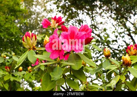 Rhododendron ferrugineum rostblättrige alpenrose oder Schneerose Stockfoto