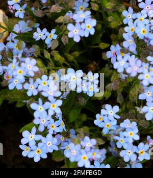 Blassblaue Waldlandschaft Vergiss mich nicht Myosotis sylvatica Blüten aus nächster Nähe Stockfoto