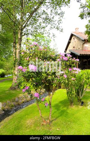 Rosafarbener Rhododendron ponticum gemeiner Rhododendron-Busch in den Gärten des Restaurants Los Molinos in Ruente Cantabria, Spanien Stockfoto