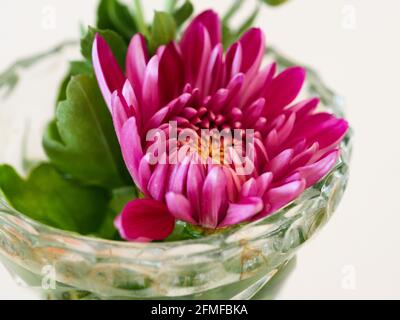 Blumen in einer Vase, Makro eines magentaroten rosa Chrysanthemums, Muttertagsblume, die sich in einer Kristallvase öffnet Stockfoto