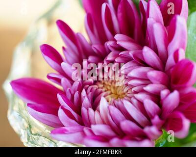 Makro einer Magenta rosa Chrysanthemum Blume Öffnung in einem Kristallvase Stockfoto