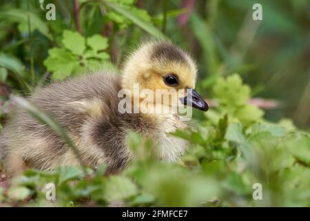 Der süße Graugänse (Anser anser) sitzt an einem sonnigen Frühlingstag im grünen Gras. Stockfoto