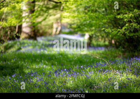 Bluebells wachsen im Sussex-Wald, mit einer geringen Schärfentiefe Stockfoto