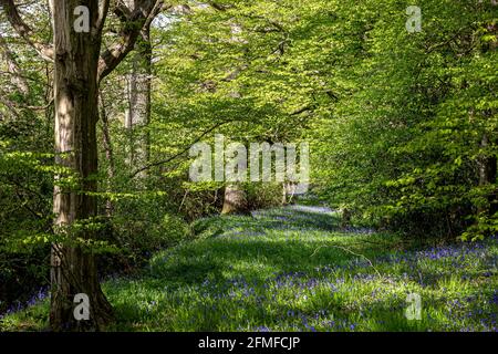 Eine Fülle von Bluebellen wächst in alten Wäldern im Frühjahr Stockfoto