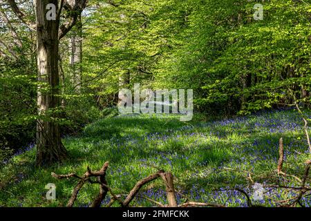 Ein Teppich aus Bluebells im Sussex-Wald Stockfoto