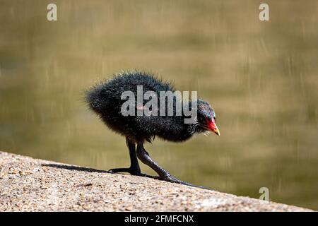 Ein Baby Moorhen, der neben einem Teich läuft Stockfoto