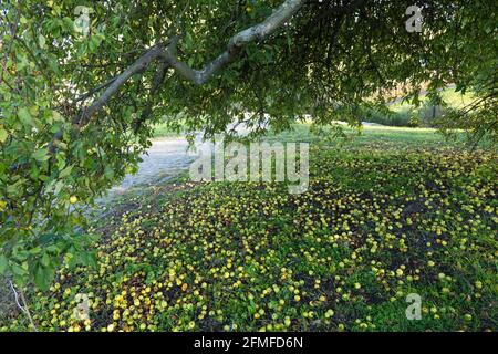 Wilder Apfelbaum mit Äpfeln auf dem Boden. Stockfoto