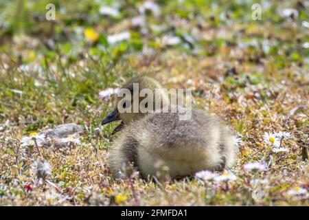 Süße flauschige Gosling sitzt zwischen den Gänseblümchen Stockfoto