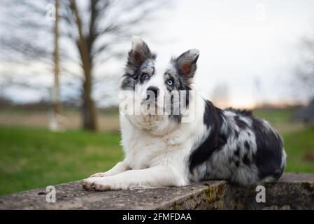 Border Collie liegt bei Sonnenuntergang auf Betonkonstruktionen Stockfoto
